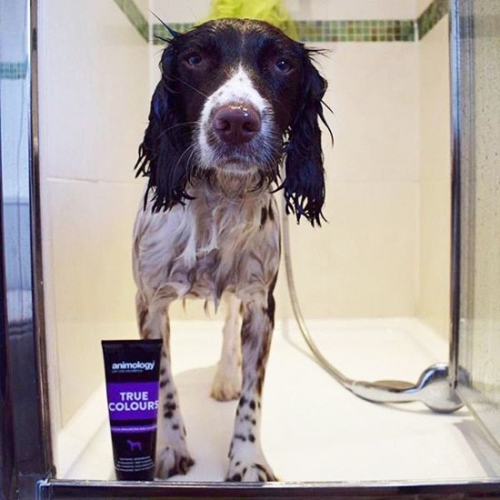 TRUE COLOURS ΣΑΜΠΟΥΑΝ ΣΚΥΛΟΥ- ANIMOLOGY